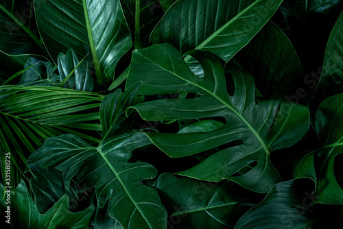 monstera-zielone-liscie-lub-monstera-deliciosa-w-ciemnych-odcieniach-tle-lub-zielone-lisciaste-tropikalne-lasy-sosnowe-do-kreatywnych-elementow