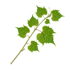 Poster - grape leaves