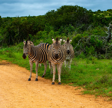 Zebra At Addo Elephant National Park