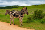 Fototapeta Sawanna - Zebra at Addo Elephant National Park