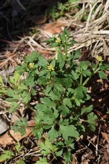 Poster - Ranunculus cantoniensis is a perennial plant growing in wetlands, but it is a toxic plant.