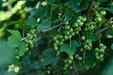 Wall Mural - Unripe green berries of a red currant close-up. Currant bush in early spring. Unripe green berries of a currant close-up. Ribes rubrum