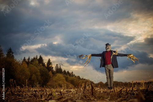 Fotomural scarecrow stands in the autumn field against the evening sky