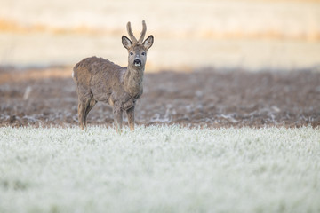 Wall Mural - Roebuck - buck (Capreolus capreolus) Roe deer - goat