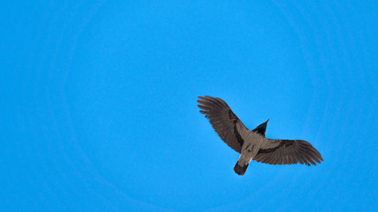 Crow flying in the blue sky