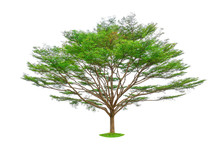 Single Tree Isolated, A Black Afara Trees, Known As Many Name Are Ivory Coast Almond, Idigbo, Framire And Emeri, An Evergreen Leaves Plant Dicut On White Background With Clipping Path