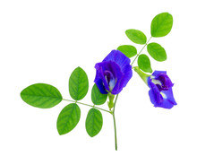 A Branch Beautiful Blue Butterfly Pea And Green Leaf, Known As Bluebell Vine Or Asian Pigeon Wings, Isolated On White Background And Copy Space, Dicut With Clipping Path