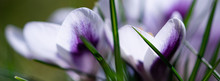 Spring Crocus Flower Banner. Blooming Purple White Crocus In The Spring Garden With Green Leaves And Brigt Cheerful Sun Light. Artistic Background With Selective Focus On Petal Edges.