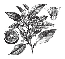 Bitter orange or marmalade orange tree / vintage illustration from Brockhaus Konversations-Lexikon 1908