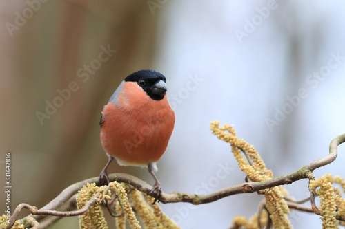 Cuadros en Lienzo Eurasian bullfinch sits on the twig