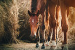 ©  Valeri Vatel - A sweet, timid Bay colt stands at its mother's feet in the sunlight and near a large haystack.