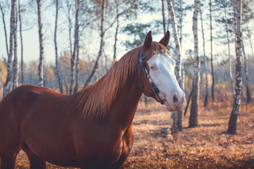 Canvas Print - Portrait of red horse with blue eyes and white line on the face