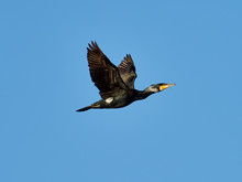 Great Cormorant Flying Over The Lagoon Of Valencia, Spain
