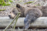 Fototapeta Sawanna - Europäischer Braunbär (ursus arctos)