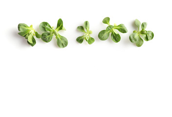 Wall Mural - Corn salad, lamb's lettuce isolated on white background