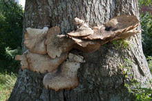 Polyporus Squamosus Mushrooms Growing On A Tree