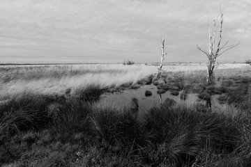 Wall Mural - Bogland in Germany - Oppenweher Moor (Diepholzer Moorniederung)