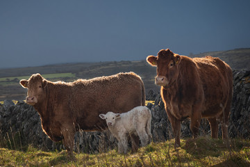 Family of cows