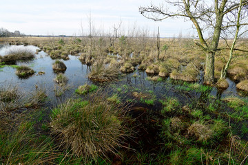 Wall Mural - Bogland in Germany - Oppenweher Moor (Diepholzer Moorniederung)