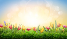 A Sprinf Background Of Colorful Tulips And Green Grass Lawn With A Bright Sun Background