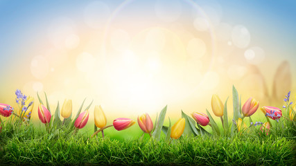 Wall Mural - a sprinf background of colorful tulips and green grass lawn with a bright sun background