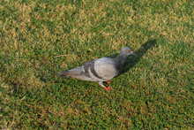 Single Pigeon Sitting On The Green Grass