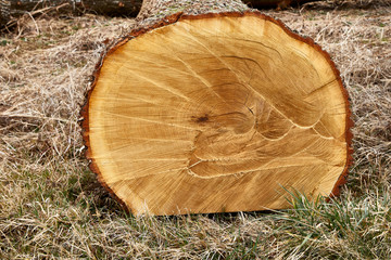 felled tree round trunk timber