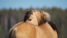 Beautiful Buckskin Horse With Long Mane Looks Back On Natural Background, Portrait Closeup