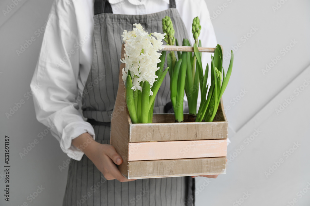 Gardener with hyacinth plants on grey background