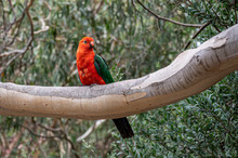 Male Australian King Parrot, Alisterus Scapularis, Perched On A Tree Branch, Kennett River, Victoria, Australia