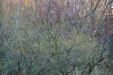 Poster - tree in the forest