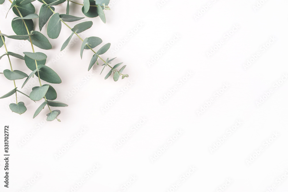 Green eucalyptus branches on a white background. Flat lay, top view. - obrazy, fototapety, plakaty 