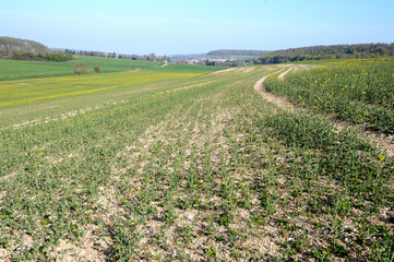 Dégats cultures/intempéries sur champ de colza partiellement détruit par les aléas climatiques successifs ( pluies diluviennes, gel, neige)