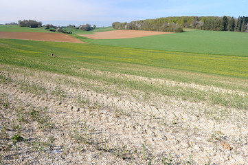 Wall Mural - Dégats cultures/intempéries sur champ de colza partiellement détruit par les aléas climatiques successifs ( pluies diluviennes, gel, neige)