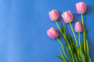 Colorful pink tulips on bright blue paper background. Beautiful spring floral mock up for greeting card. Flat lay, top view, copy space for text