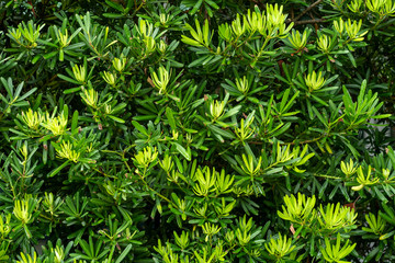 Wall Mural - The Green  leaves of the tree in the garden