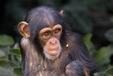 Fototapeta Zwierzęta - Young Chimpanzee (Pan troglodytes) in a tree, Chimpanzee Rehabilitation Project, River Gambia National Park, Gambia.
