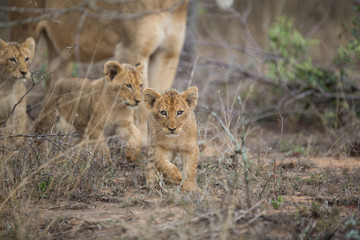 Wall Mural - Lion pride with tiny little cubs
