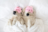 Fototapeta  - two golden retriever dogs sleeping in pink sleeping mask, top view
