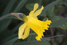 Yellow Narcissus Pseudonarcissus Spring Flower