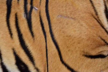 The skin is smooth, tying the black stripes of the Bengal tiger.