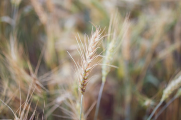 Barley wheat field nature background