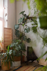 Image of green beautiful plants growing in the corner of the room at home