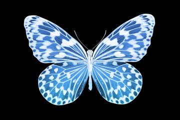 Poster - tropical color butterfly. isolated on black background