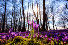 Beautiful Flowering Meadow With A Wild Purple Crocus Or Saffron Flowers In Sunlight Against An Oak Forest Background, Amazing Sunny Landscape, Early Spring In Europe