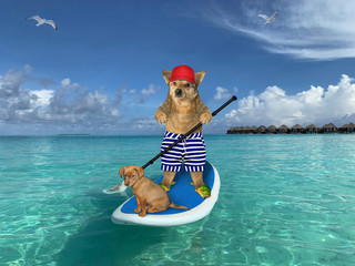 The beige dog in striped shorts, sea slippers and a red cap with his puppy are on a stand up paddle board in the Maldives.