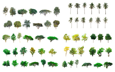 Wall Mural - Collect tree species isolated on white background