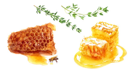 Wall Mural - Honey comb thyme set watercolor isolated on white background