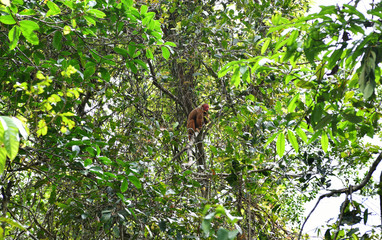 feeding wild monkeys in a national park in the Amazon in Brazil