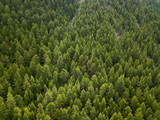 Fototapeta Las - aerial top down view on the green pine forest